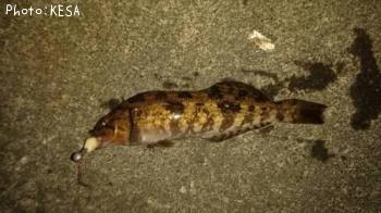 �����ʥ�