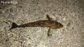 �����ʥ�