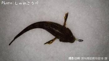 ¿ʬ��������