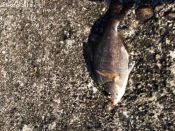 �����ʥ�