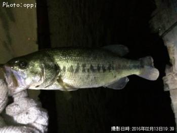 ¥Ö¥é¥Ã¥¯¥Ð¥¹