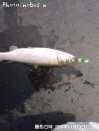 �쥤��ܡ��ȥ饦��