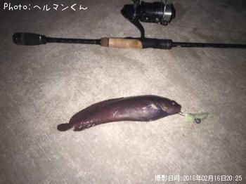 �������������ʥ�