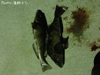 �����ʥ�