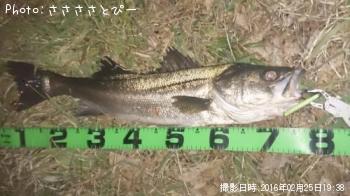 ��󥫡������Х�