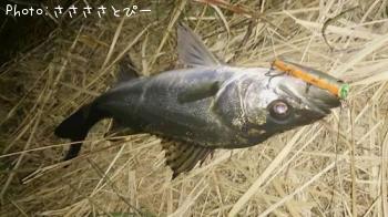 ��󥫡������Х�