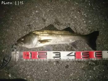 �����Х�