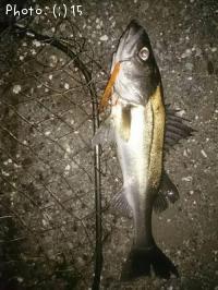 �����Х�