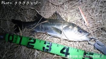 �����Х���������