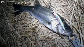 �����Х���������