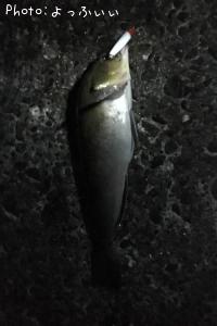 �����ʥ�