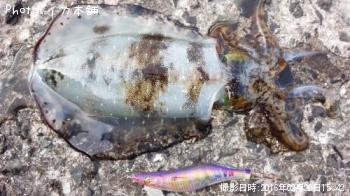 �����ꥤ��