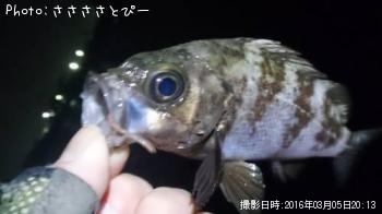 ¥á¥Ð¥ë¡õ¥½¥¤