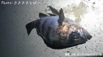 ¥á¥Ð¥ë¡õ¥½¥¤