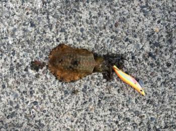 �����ꥤ��