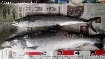 ¥µ¥¯¥é¥Þ¥¹¡Ê³¤¤Ç¤ÎÄà²Ì¡Ë