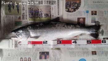 ¥µ¥¯¥é¥Þ¥¹¡Ê³¤¤Ç¤ÎÄà²Ì¡Ë