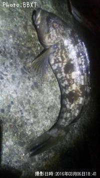 �����ʥ�