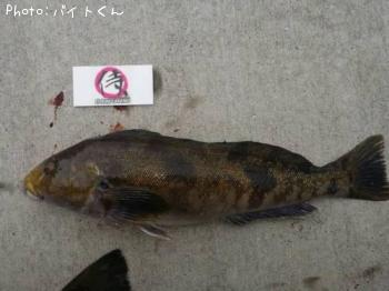 �����ʥ�