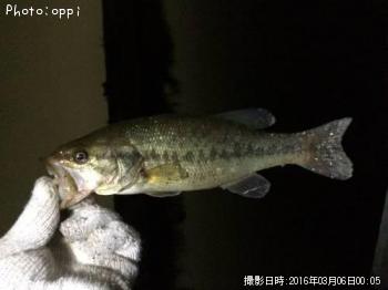 �֥�å��Х�