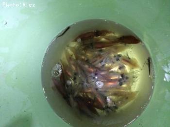 �ۥ��륤��