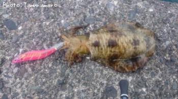 �����ꥤ��