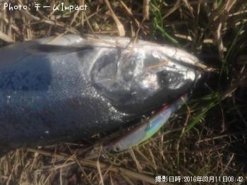 ¥µ¥¯¥é¥Þ¥¹