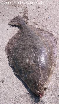 ¥¤¥·¥¬¥ì¥¤