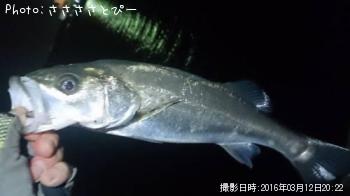 ��Х�������Х�