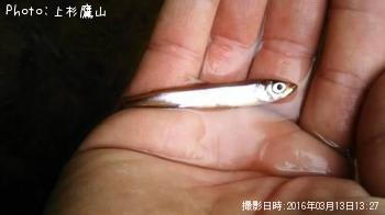 �參������