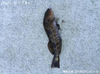 �����ʥ�