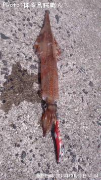 ��ꥤ�������󥵥�����