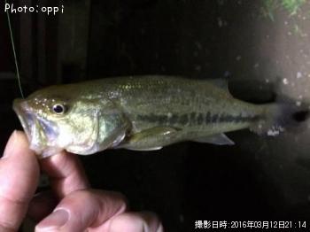 ¥Ö¥é¥Ã¥¯¥Ð¥¹