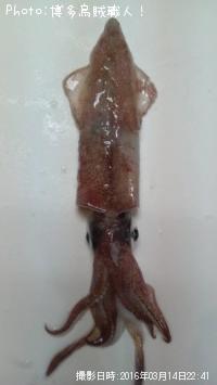 ¥±¥ó¥µ¥¥¤¥«