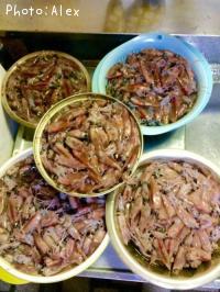 �ۥ��륤��