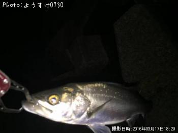 ¥·¡¼¥Ð¥¹