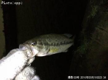 �֥�å��Х�