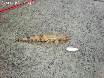 �ޥ��饨��