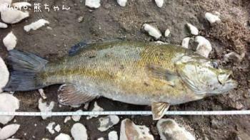 ¥¹¥â¡¼¥ë¥Þ¥¦¥¹¥Ð¥¹