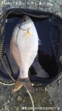 ¥¦¥ß¥¿¥Ê¥´