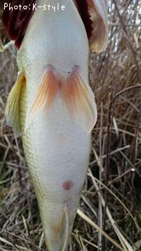 �֥�å��Х�