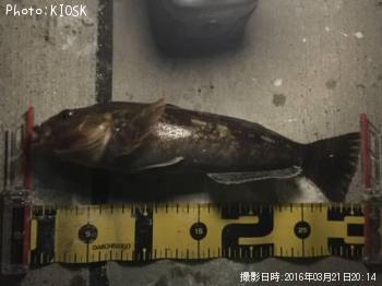 �����ʥ�