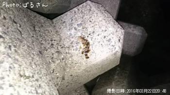 �����Υ�����