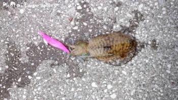 ¥¢¥ª¥ê¥¤¥«