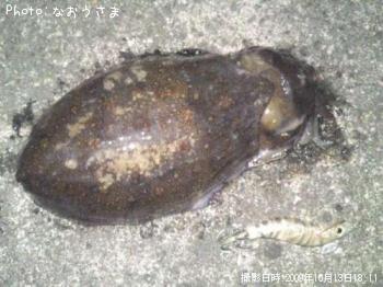 ��󥴥�����