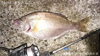 ¥¦¥ß¥¿¥Ê¥´