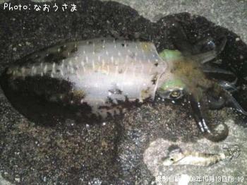 �����ꥤ��