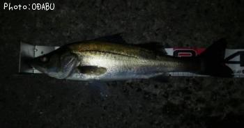 �����Х�