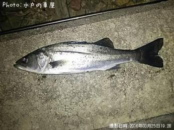 �����Х�