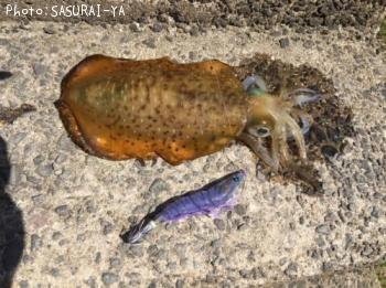 ¥¢¥ª¥ê¥¤¥«